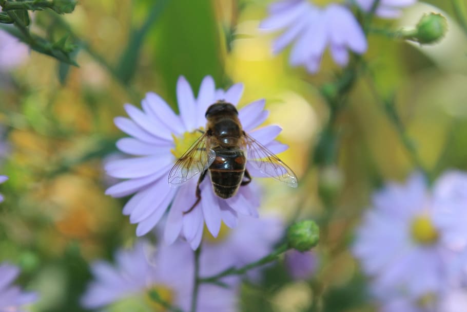 bee, close, flower, white, insect, animal, purple, blossom HD wallpaper