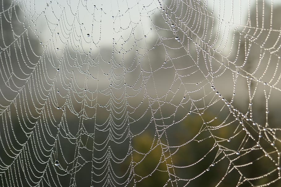 pattern, macro, cobweb, spider's web, close-up, spider web, spiderweb HD wallpaper