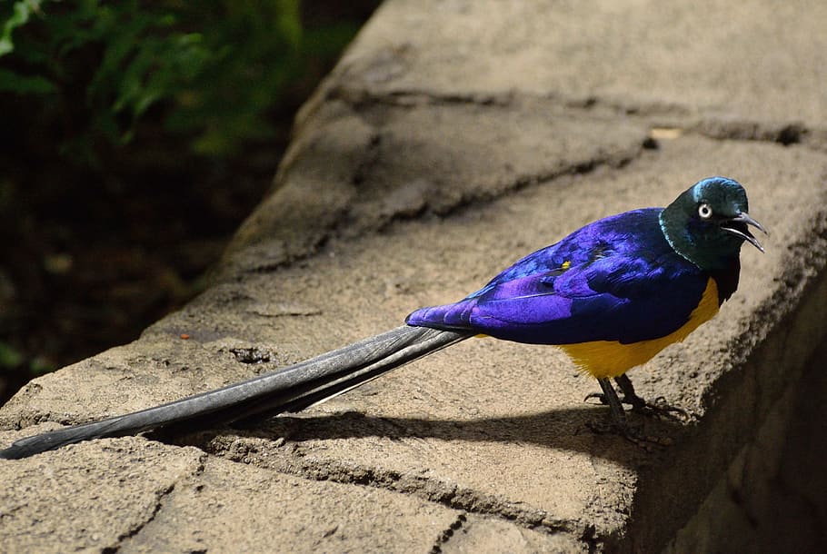 purple and yellow bird with long tail, long tailed glossy starling