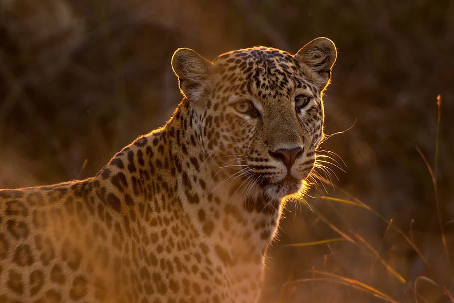shallow focus photography of leopard, THE GOLDEN BEAST, predator HD wallpaper