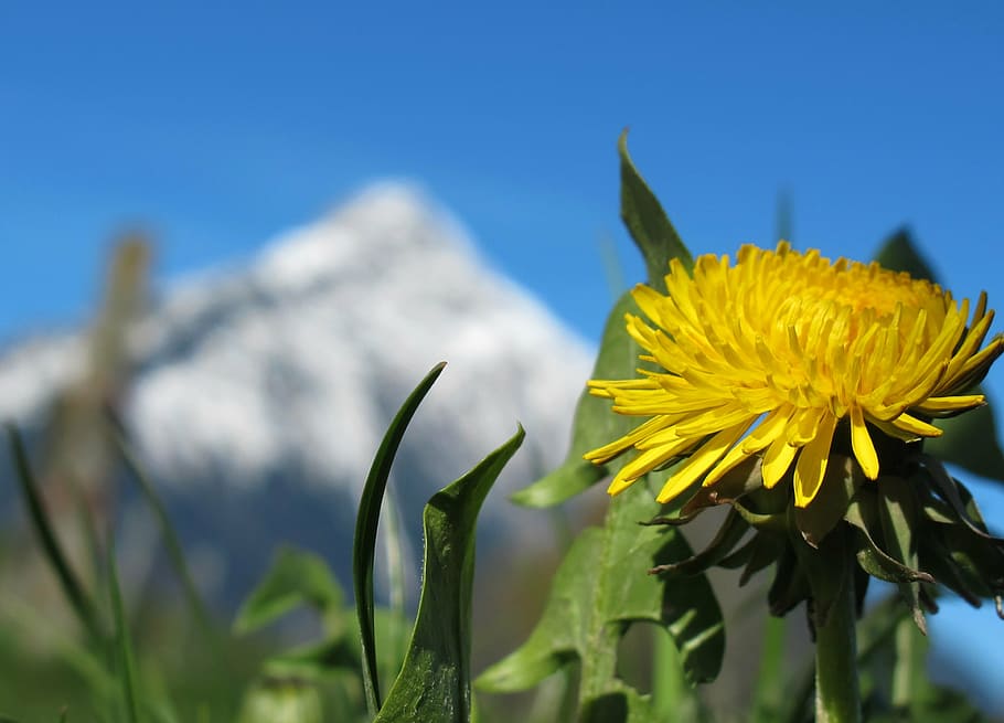 close-up photography of yellow petaled flower, spring, spring flower HD wallpaper