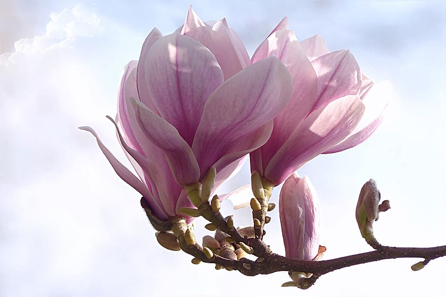 closeup photography of purple petaled flowers in bloom, tulip magnolia, HD wallpaper