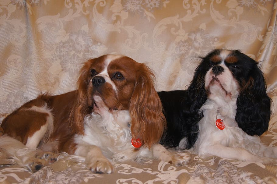 cavalier, dog, dog cavalier, spaniel, breed dogs, cavalier king charles spaniel HD wallpaper