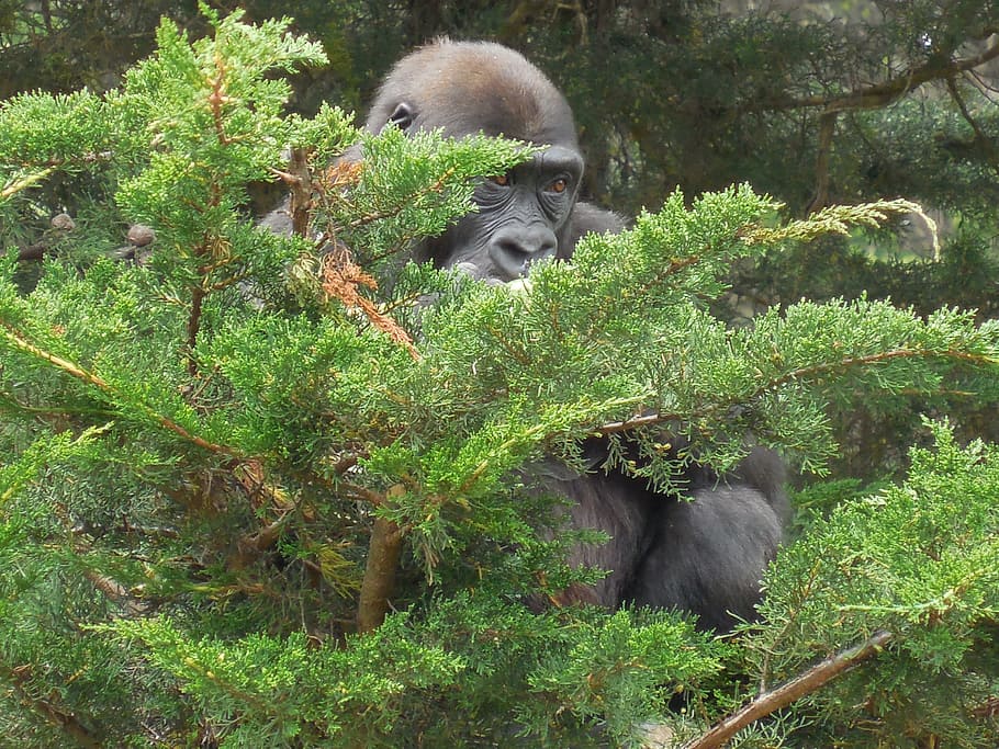 gorilla, animal, primate, ape, endangered, wildlife, head, face HD wallpaper