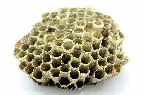 bee, hive, honey, insect, work, breed, fly, wax, natural, record HD wallpaper