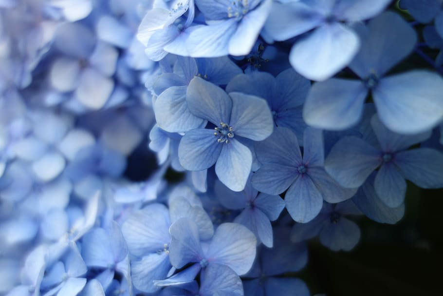 close up photo of blue petaled flower, closeup photo of blue petaled flowers HD wallpaper