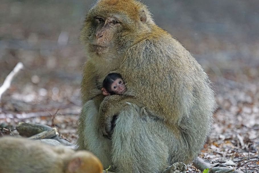 Barbary Ape, Baby, Monkey, Monkey Mountain, salem, wildlife, HD wallpaper