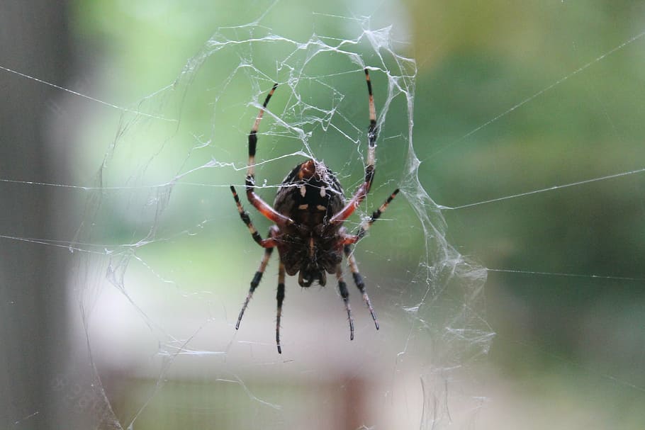 spider, creepy, spiderweb, cobweb, outside, nature, macro, animal themes HD wallpaper
