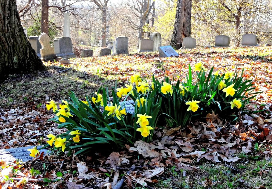 flowers, daffodils, graveyard, cemetery, plant, flowering plant HD wallpaper