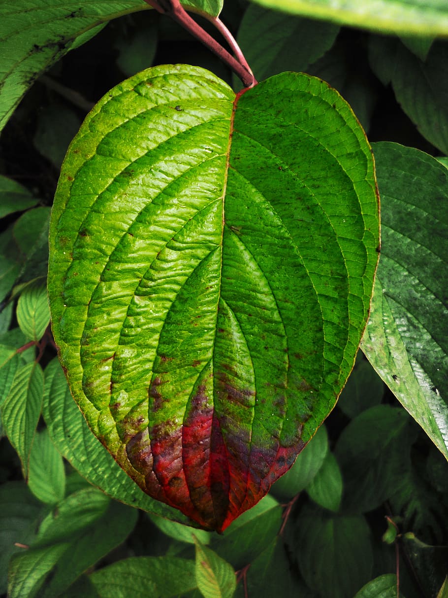 sheet, contrast, green, colors, autumnal, macro, view, colored HD wallpaper