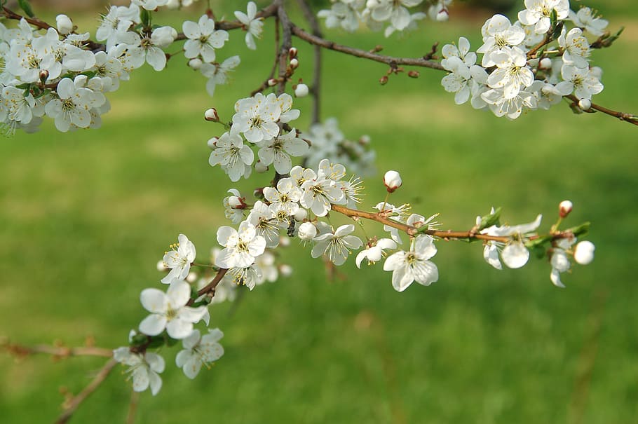 spring, green, blossom, flower, flowering plant, fragility HD wallpaper
