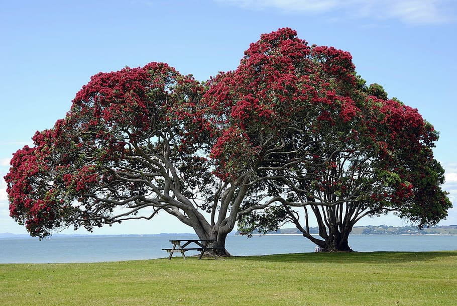 tree with red and green leaves on the shore during daytime, pohutukawa trees, HD wallpaper