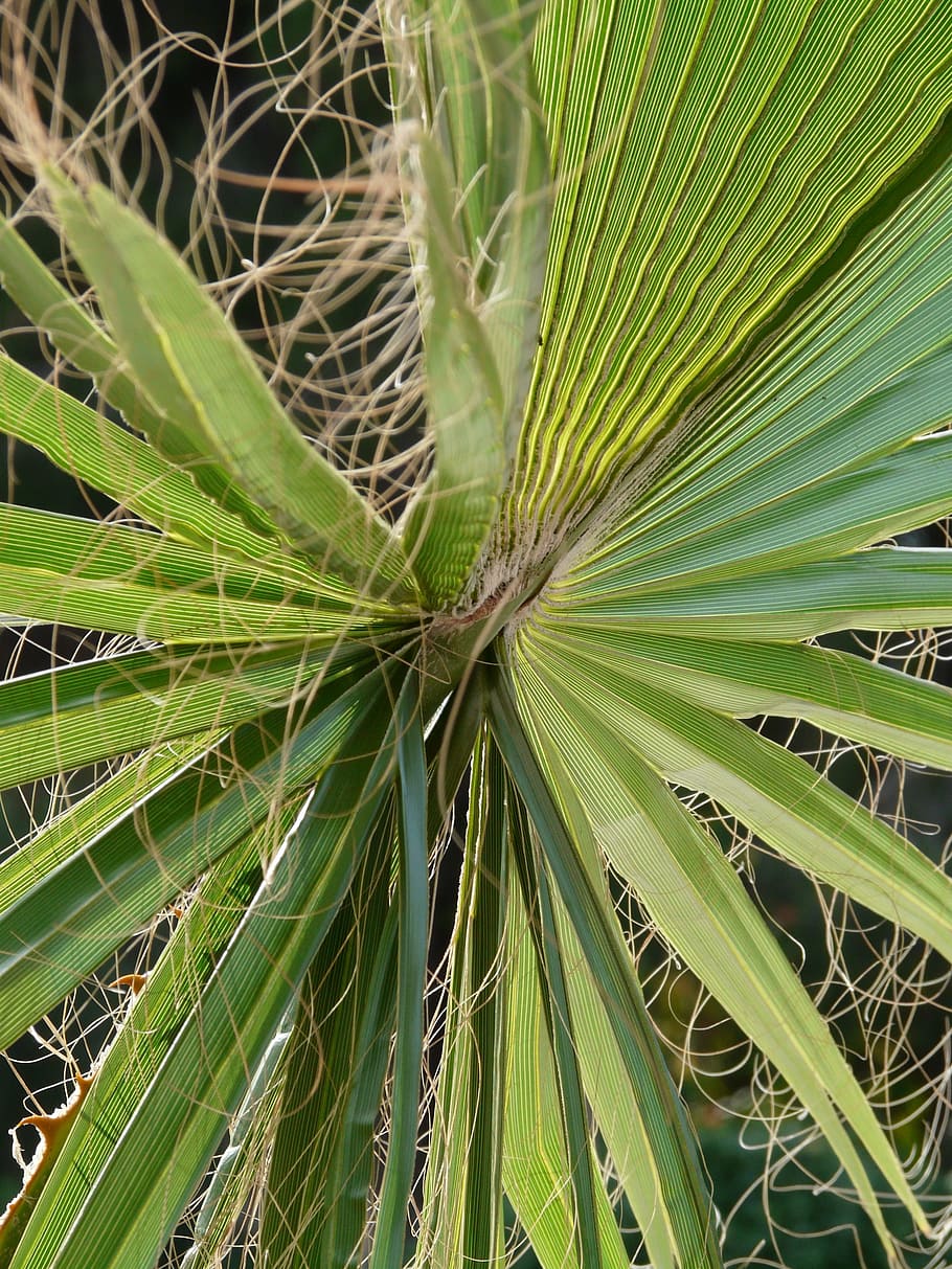 Palm Fronds, Washington Palm, james, fan palm, light green, HD wallpaper