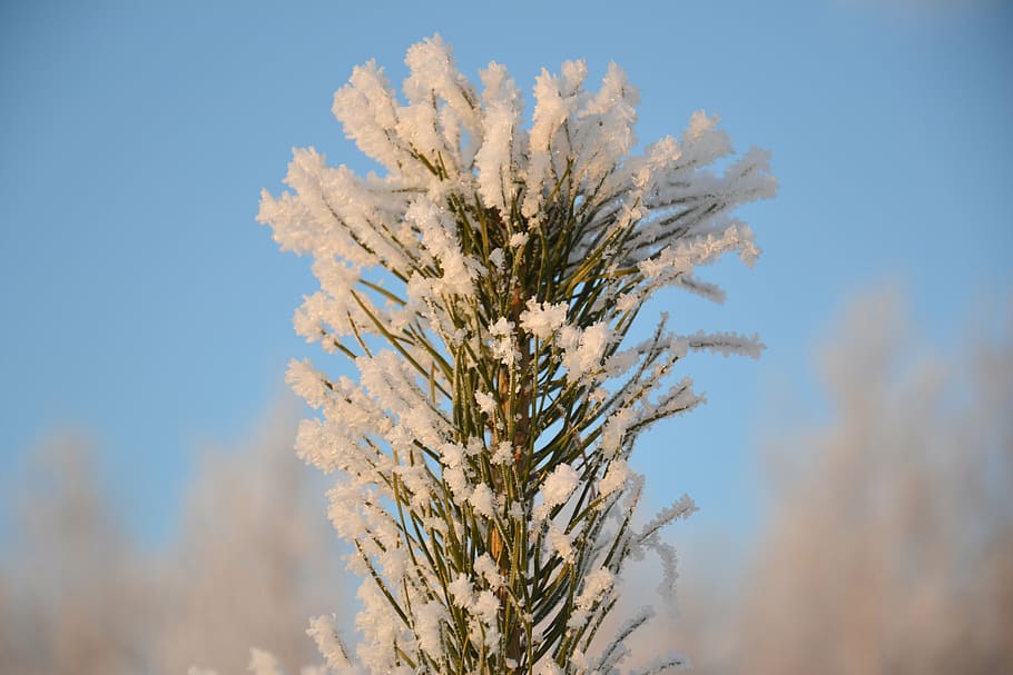 pine, tip, christmas tree, winter, snow, leann, ice crystals HD wallpaper