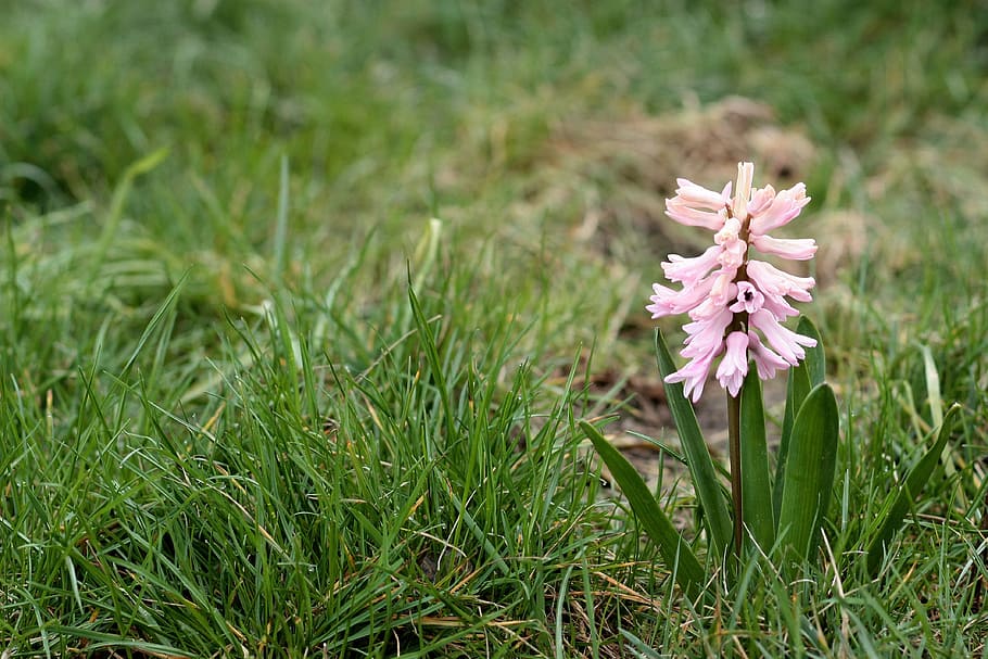 hyacinth, flower, pink, spring, plant, flowering plant, freshness HD wallpaper