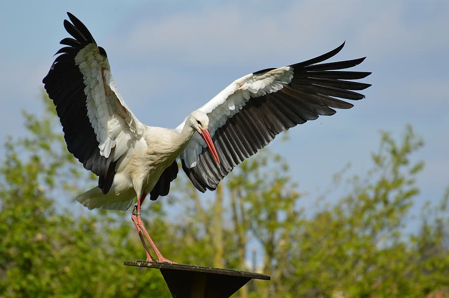 stork, fly, landing, elegant, feather, bird, plumage, nature HD wallpaper