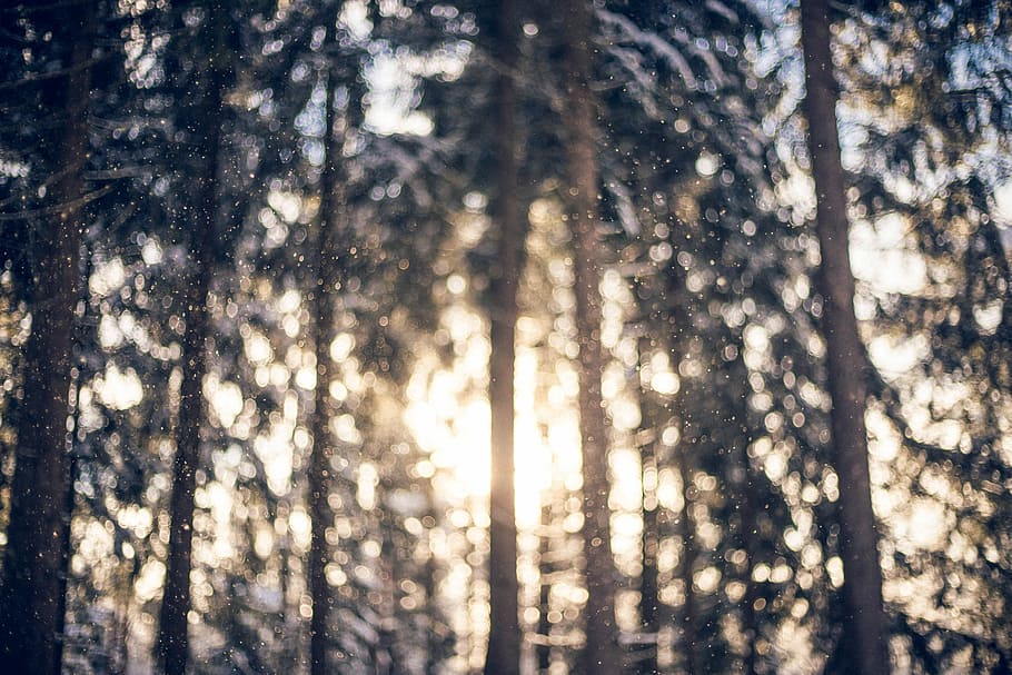 bokeh photography of trees with sun rays, minimalistic, snowflake HD wallpaper
