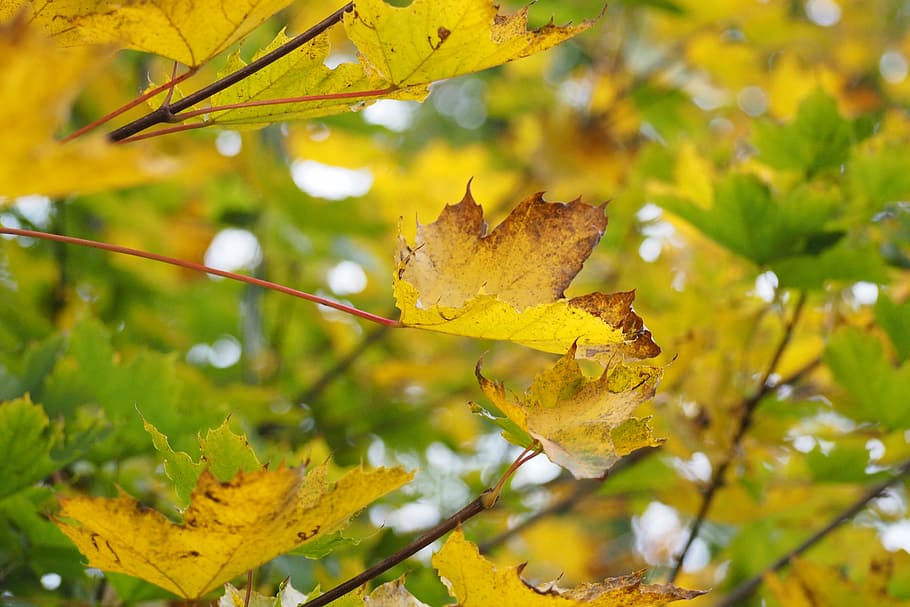 tree, yellow, nature, leaves, foliage, forest, autumn, green HD wallpaper