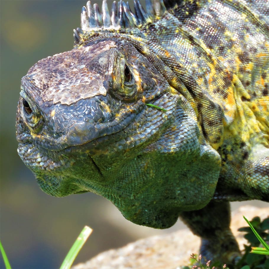 iguana, reptile, lizard, animal, animal themes, animal wildlife HD wallpaper