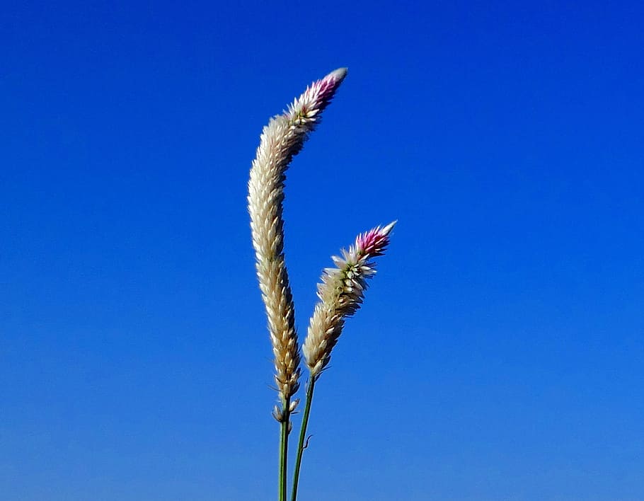 weed, grass, wild, flower, flora, beautiful, blue sky, karnataka HD wallpaper