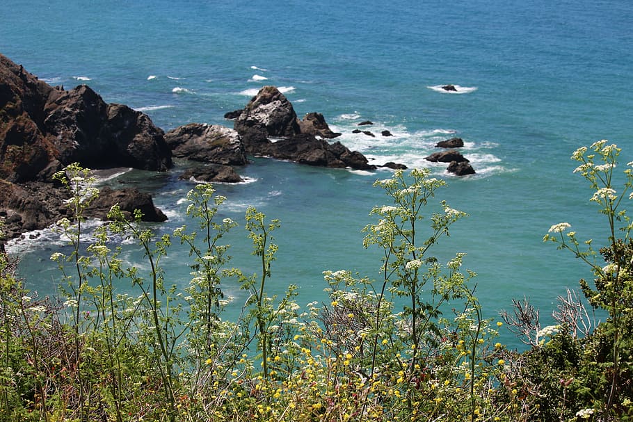 yellow petaled flowers beside sea, body of water, rock, cliff HD wallpaper