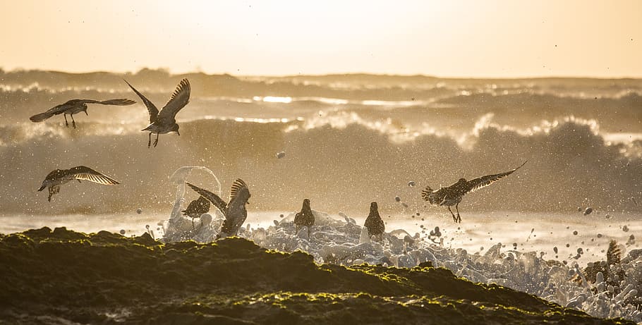 sea, ocean, water, waves, nature, bird, swimming, animal, animals in the wild HD wallpaper