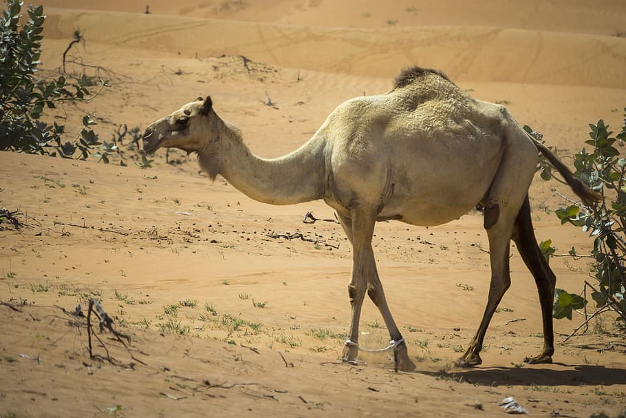 camel, dromedary, desert, nero, bedouin, hot, emirates, caravan, HD wallpaper