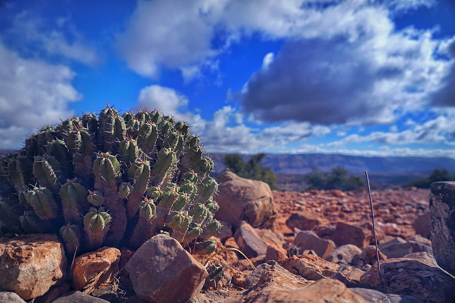 roche, nature, desert, landscape, cactus, mountain, sky, panorama HD wallpaper