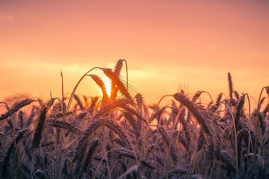 wheat field, Cornfield, Sunset, Back Light, lighting, summer HD wallpaper