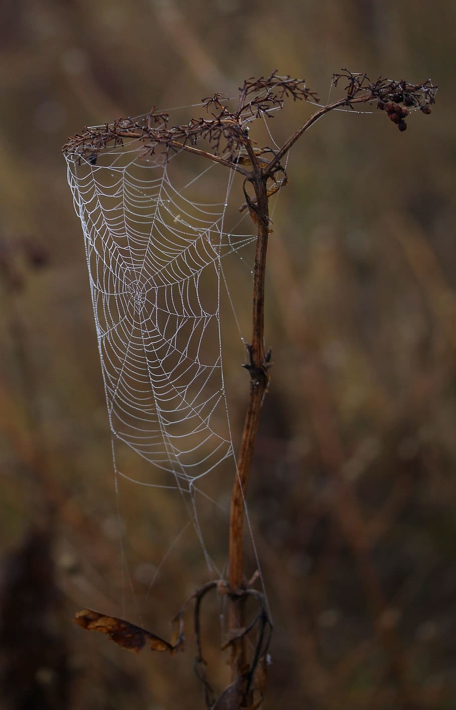 spider web, wet, hooked, place, dew, drops, nature, focus on foreground HD wallpaper