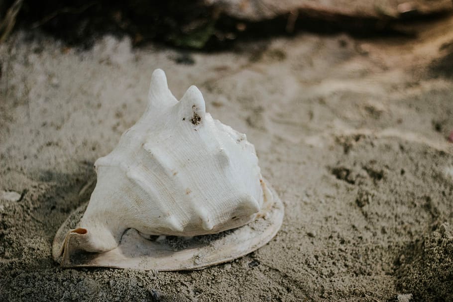 Premium Photo | Sea shell on the beach wallpaper