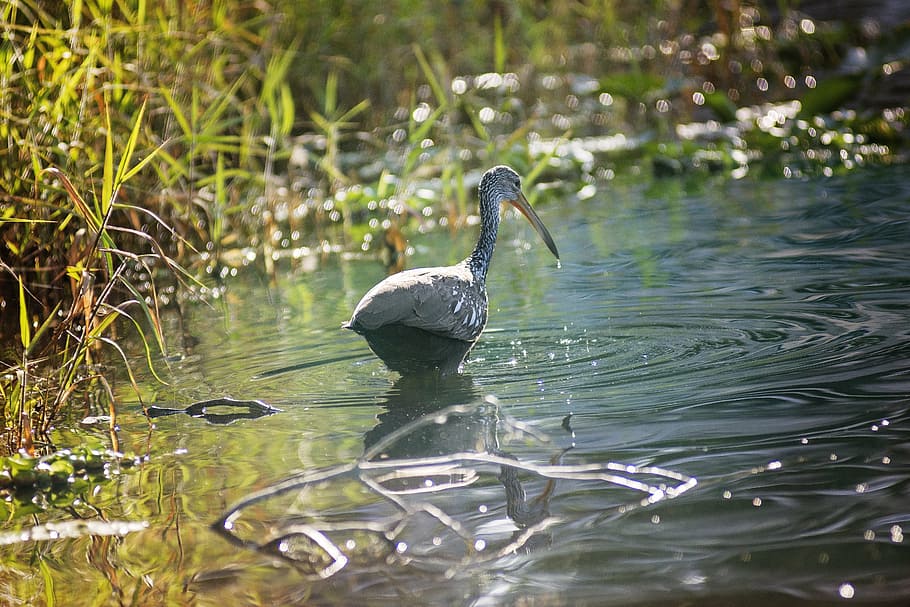 bird, river, water, nature, animal, lake, outdoor, wings, animals in the wild HD wallpaper