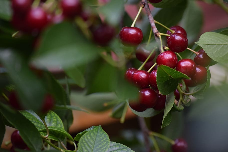 sour cherry, food, vegetable, red, healthy, slice, fresh summer HD wallpaper