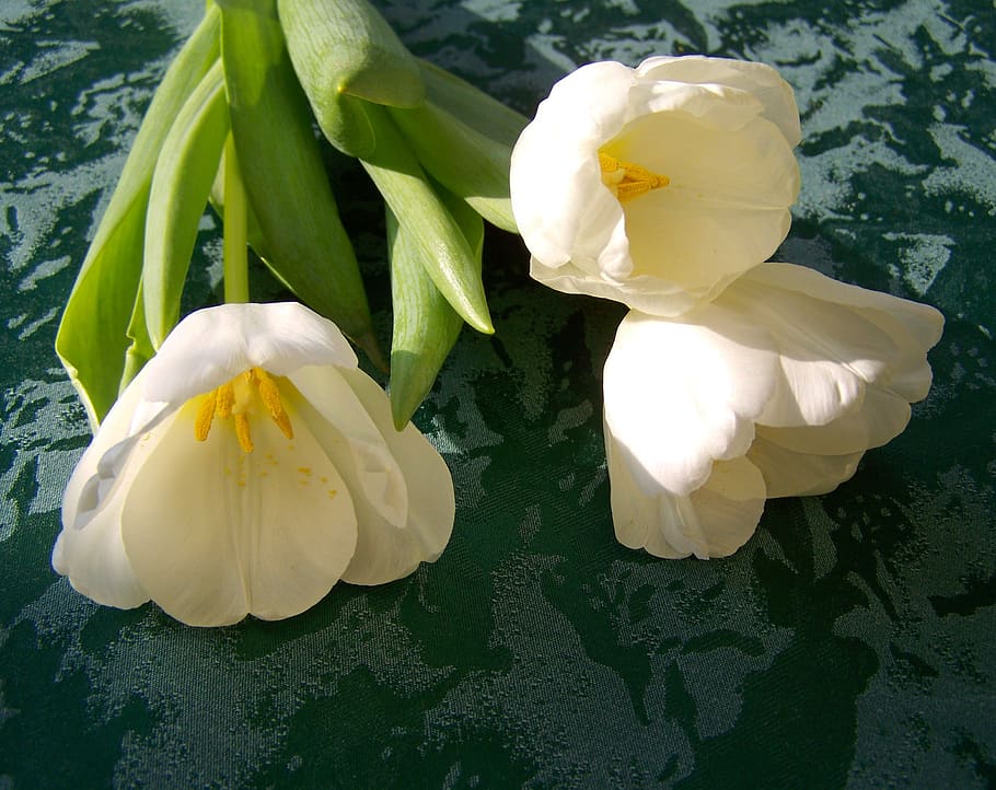 tulip, white flower, cut flower, flowering plant, beauty in nature HD wallpaper