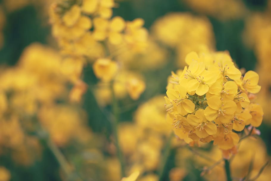 yellow petaled flowers, nature, plant, springtime, summer, outdoors HD wallpaper