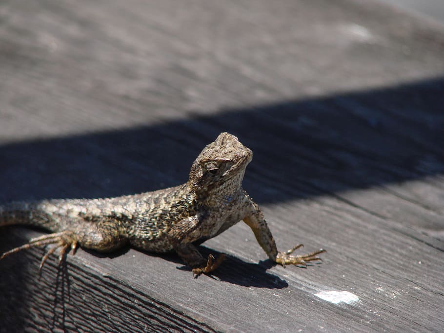 Lizard, Sun, Reptile, Animals, lizards, one animal, animal wildlife HD wallpaper