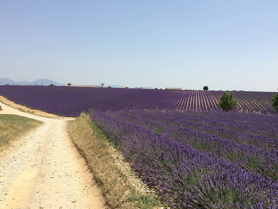 Lavender, Drive, Nature, Provence, agriculture, field, purple HD wallpaper