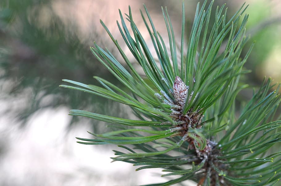 Pine, Tree, Needles, Nature, Close, pine needles, green color HD wallpaper