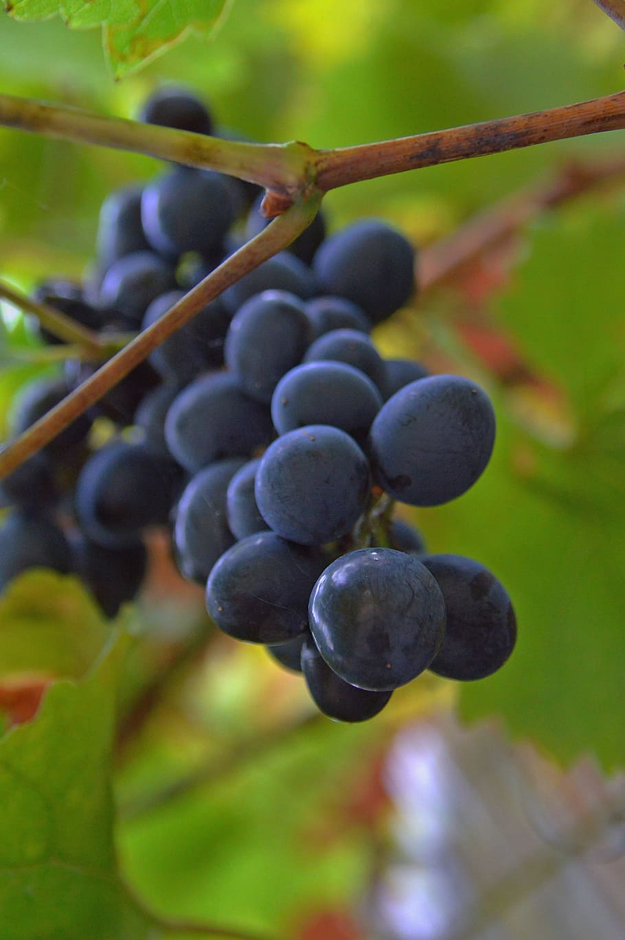 grape, red grapes, fruit, nature, blue, ripe fruit, blue eye HD wallpaper
