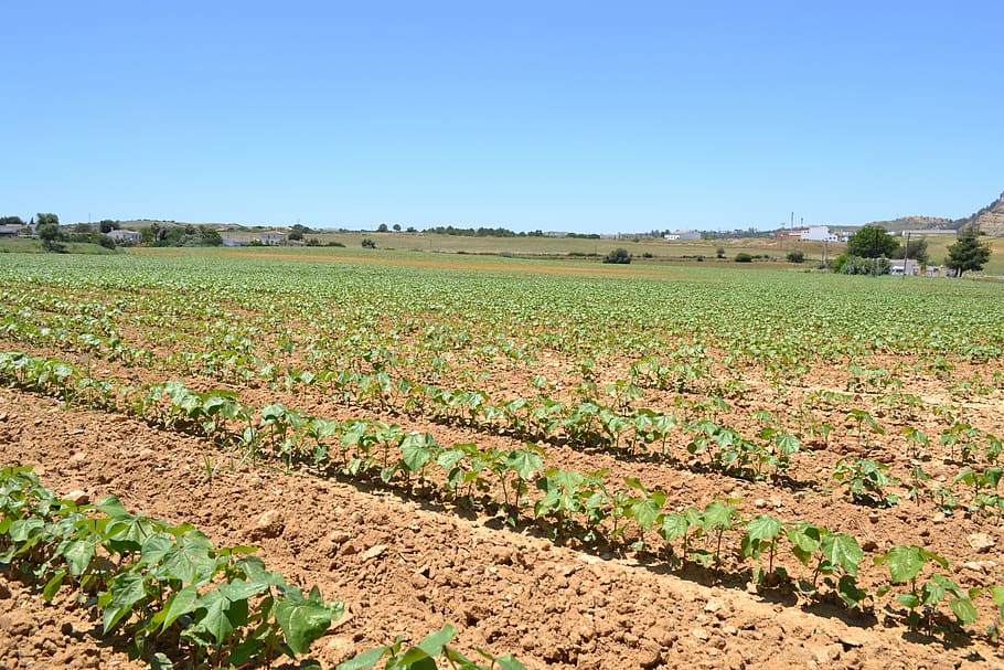plants, cotton, cultivation, field, land, landscape, agriculture HD wallpaper