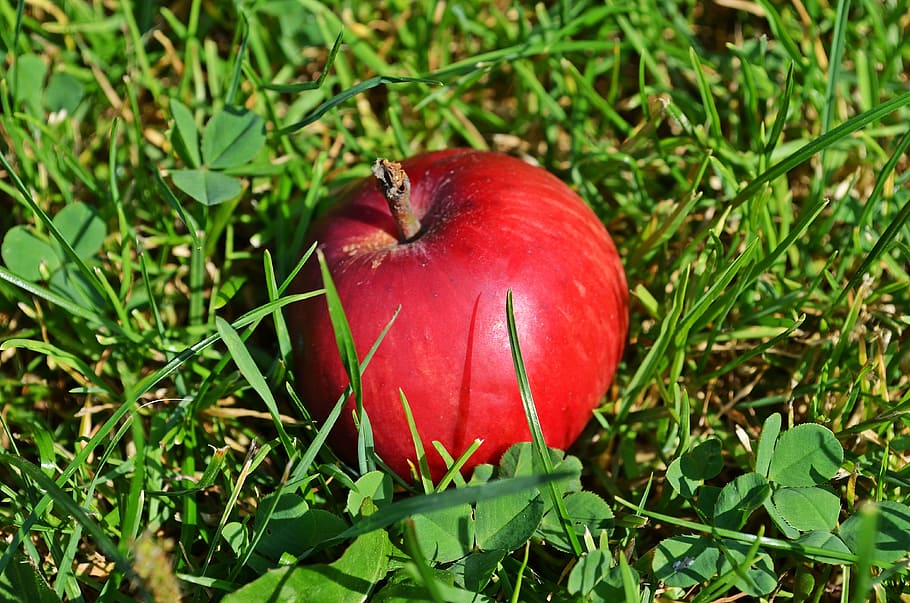 apple, fruit, sad, tree, food, nature, eating, closeup, garden HD wallpaper