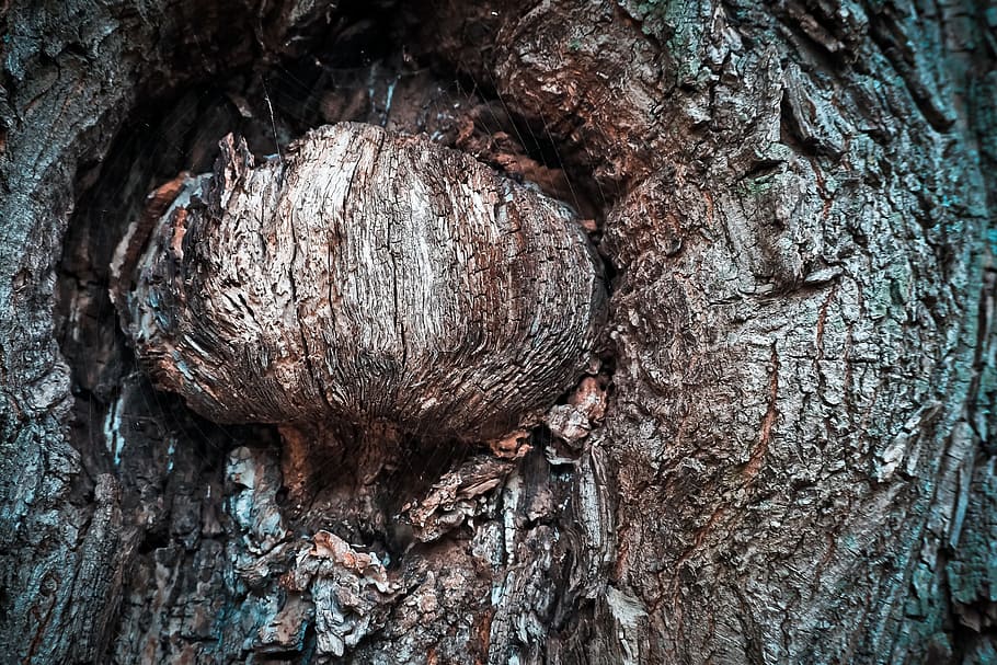 tree, bark, log, nature, forest, wood, structure, oak, old HD wallpaper