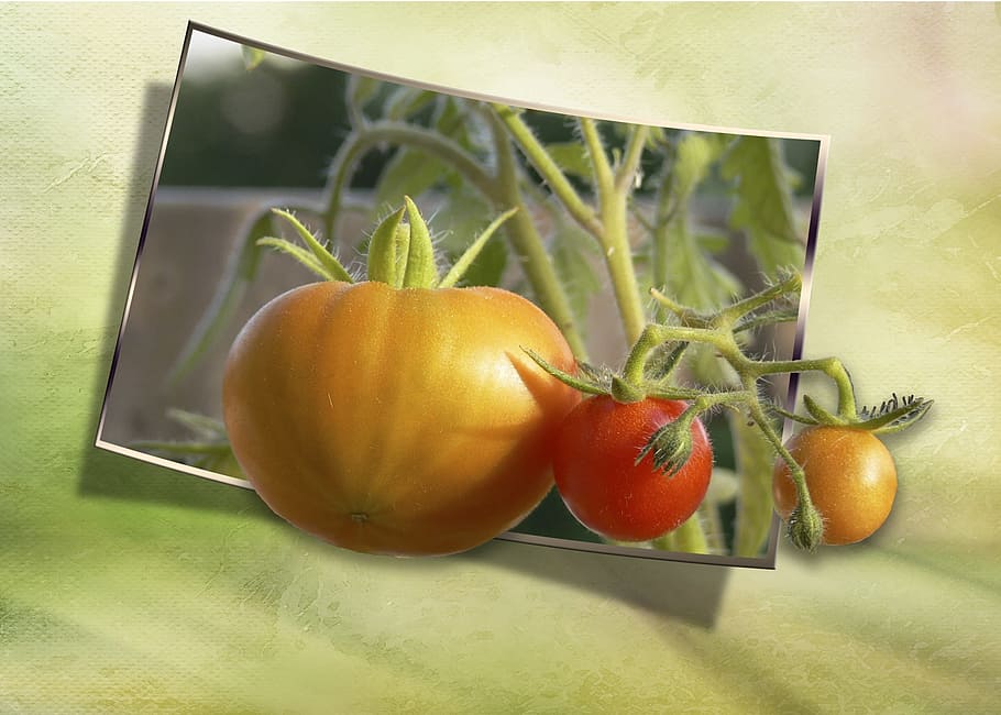 tomatoes, yellow, red, vegetables, veggie, out of bound, food HD wallpaper
