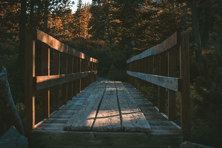 brown wooden bridge in forest, brown bridge leading to a forest HD wallpaper