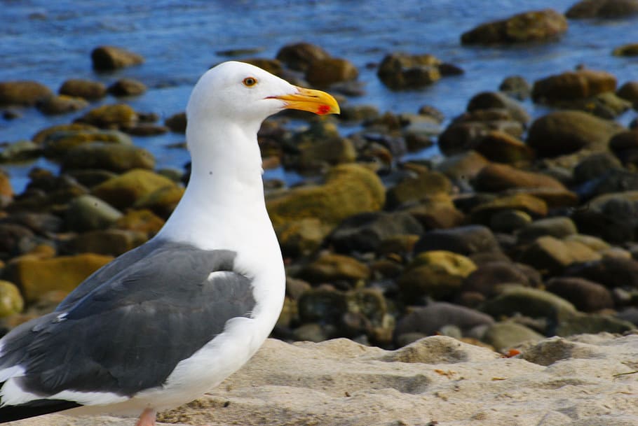 Seagull, Beach, Sand, Bird, Fly, Wings, feather, wildlife, beak HD wallpaper