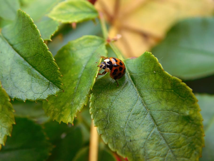 ladybug, lucky charm, beetle, red, nature, nature recording HD wallpaper