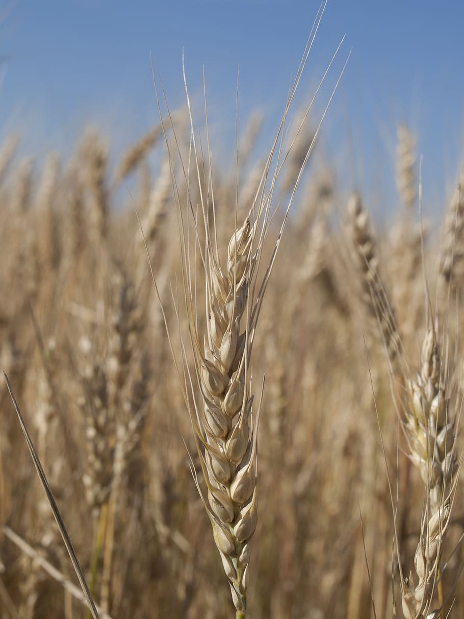 wheat, spikes, bread, grain, kolos, nature, agriculture, crop, HD wallpaper