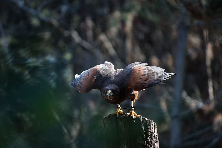 brown and black bird during daytime, black and brown falcon on tree HD wallpaper