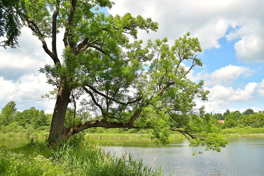 Pond, Mood, Tree, Nature, Clouds, Sky, blue, bank, landscape HD wallpaper