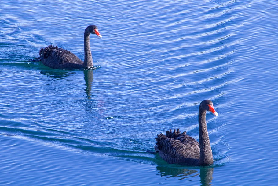 swans, blue, ocean, black swan, water, nature, bird, lake, pond, HD wallpaper